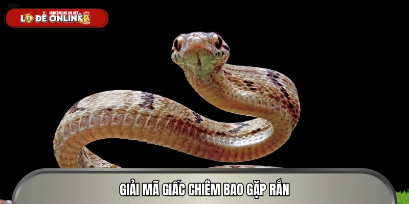 Những điều cần biết về mơ thấy rắn