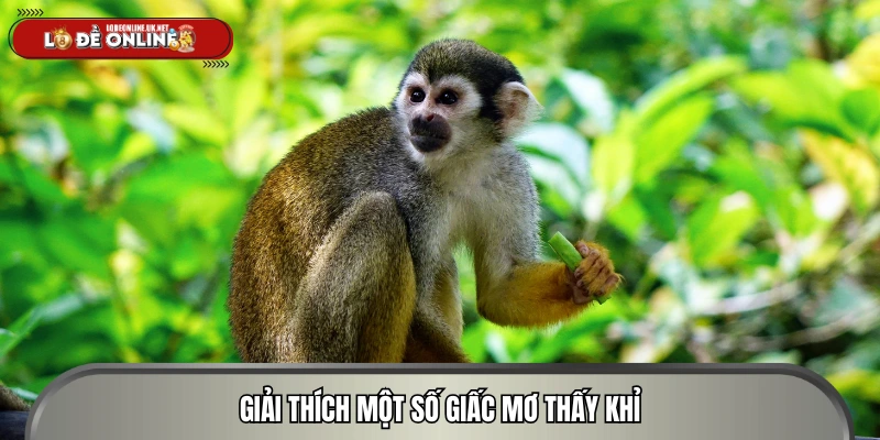 Hình ảnh con khỉ xuất hiện trong mơ đang nhắc bạn điều gì?