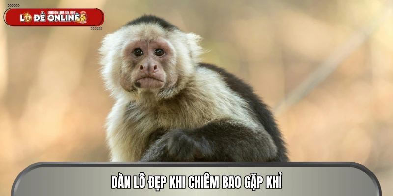Con lô đẹp nên đánh khi chiêm bao thấy khỉ