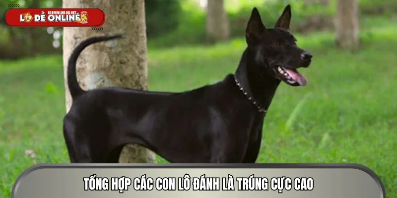 Tổng hợp các con lô đánh là trúng cực cao