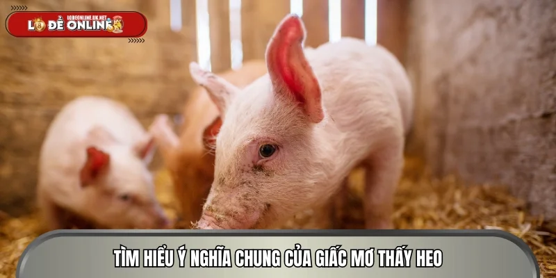 Tìm hiểu ý nghĩa chung của giấc mơ thấy heo