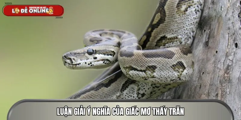 Mơ thấy trân là thông điệp thú vị trong cuộc sống